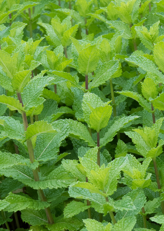Garden Fresh Herbs for Mint Juleps | Garden Photography
