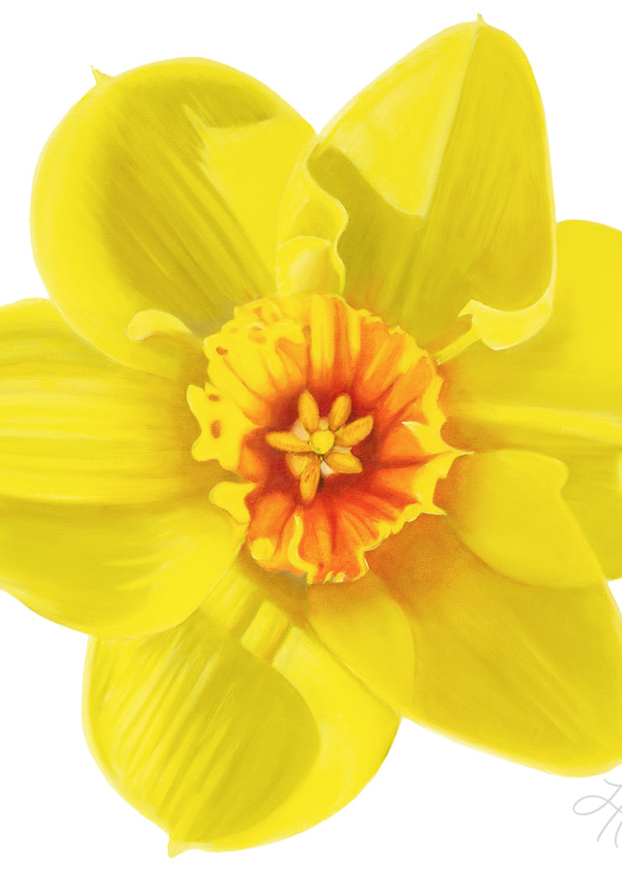 Daffodil  Art | Leanne Hanson Art