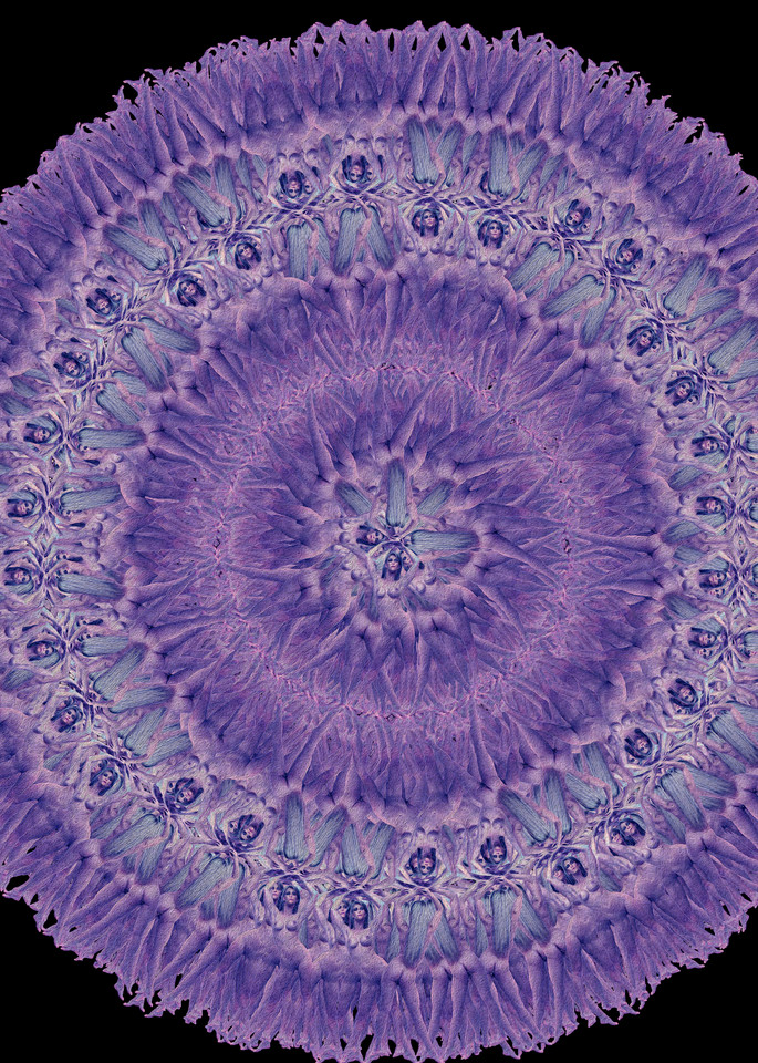 Purple Aster Ii Art | geometricphotographica