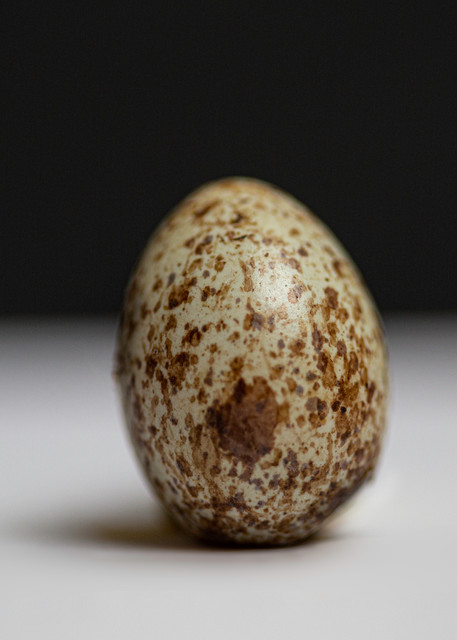 Northern Cardinal Egg Photography Art | Nathan Larson Photography