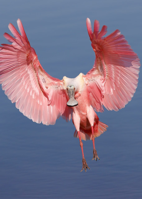 Roseate Spoonbill Landing With Blue Water Photography Art | Clemens Vanderwerf Photography