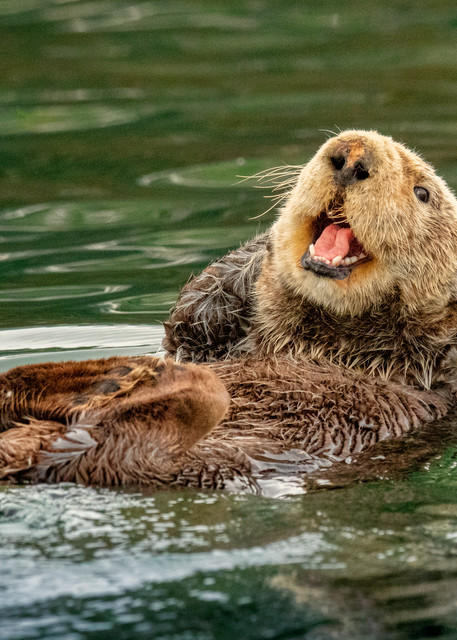Life Is Good    Laughing Sea Otter    Kachemak Bay 4846 Photography Art | Koral Martin Fine Art Photography