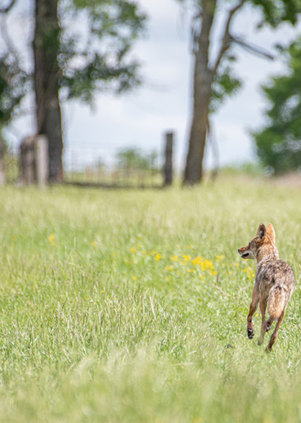 Coyote Barn Area Clymer Trotting Away Photography Art | Justin Parker Nature Photography