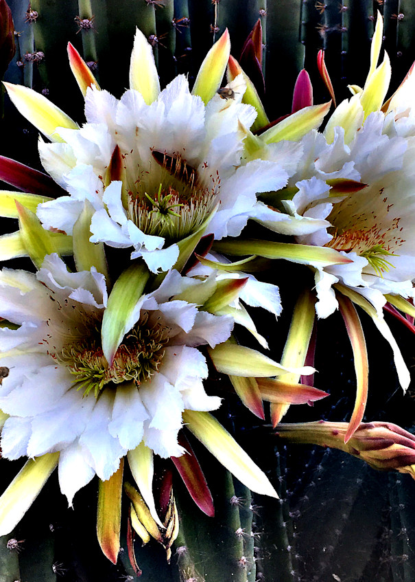Cactus Flower Photography Art | Outwater Productions