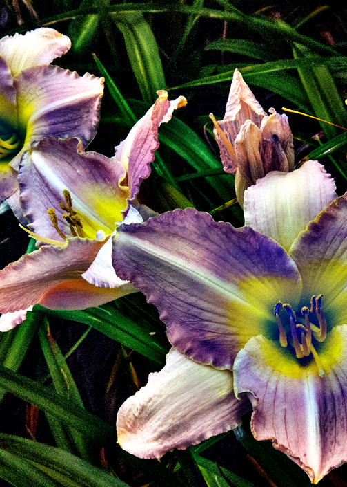 Day Lily Photography Art | Outwater Productions