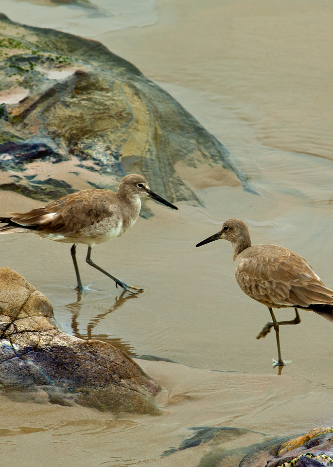 Sandpipers Photography Art | Outwater Productions
