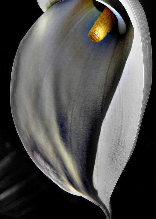 Cala Lily 1 Photography Art | Outwater Productions