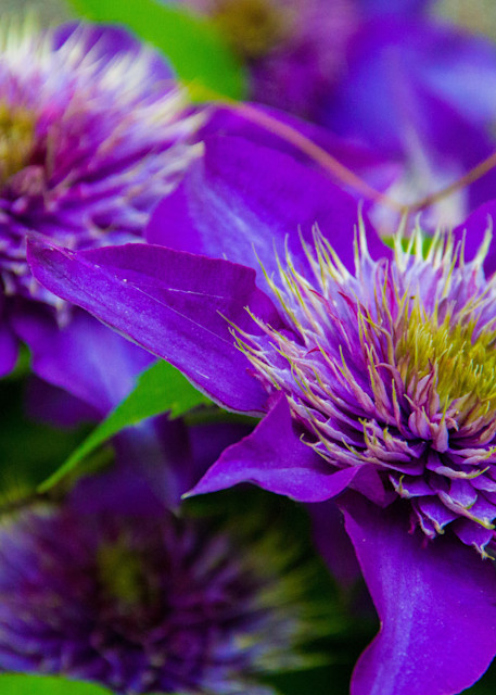 Multi Blue Clematis Photography Art | Lake LIfe Images