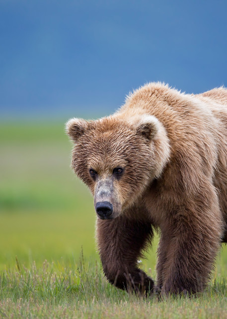 Coastal Brown Bear Walking With Wildflower In Grass And Blue Bkgd W7 C8063 Hallo Bay Katmai Np Ak Photography Art | Clemens Vanderwerf Photography