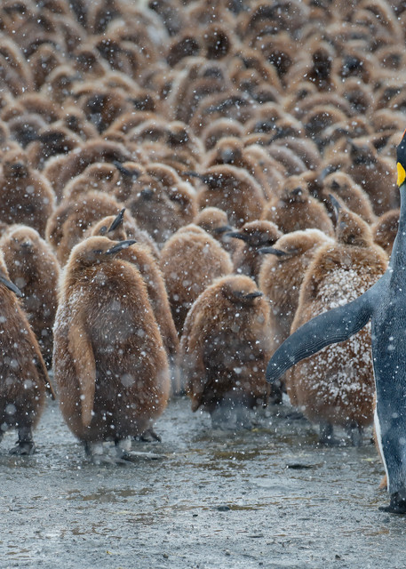 King Penguin And Oakum Boys Ii B8 R4375 Gold Harbour South Georgia Islands Southern Ocean Photography Art | Clemens Vanderwerf Photography