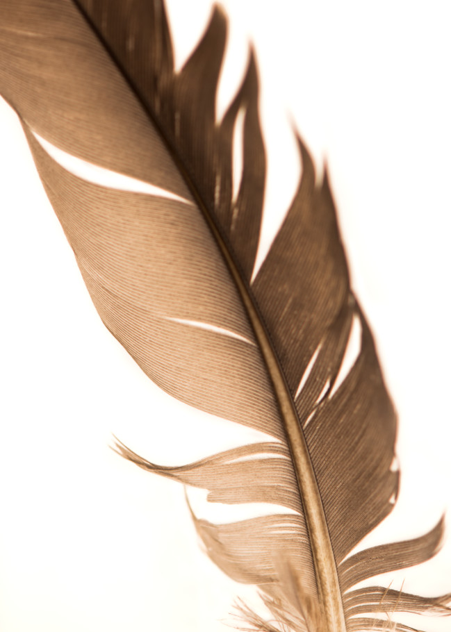 Feathers 3