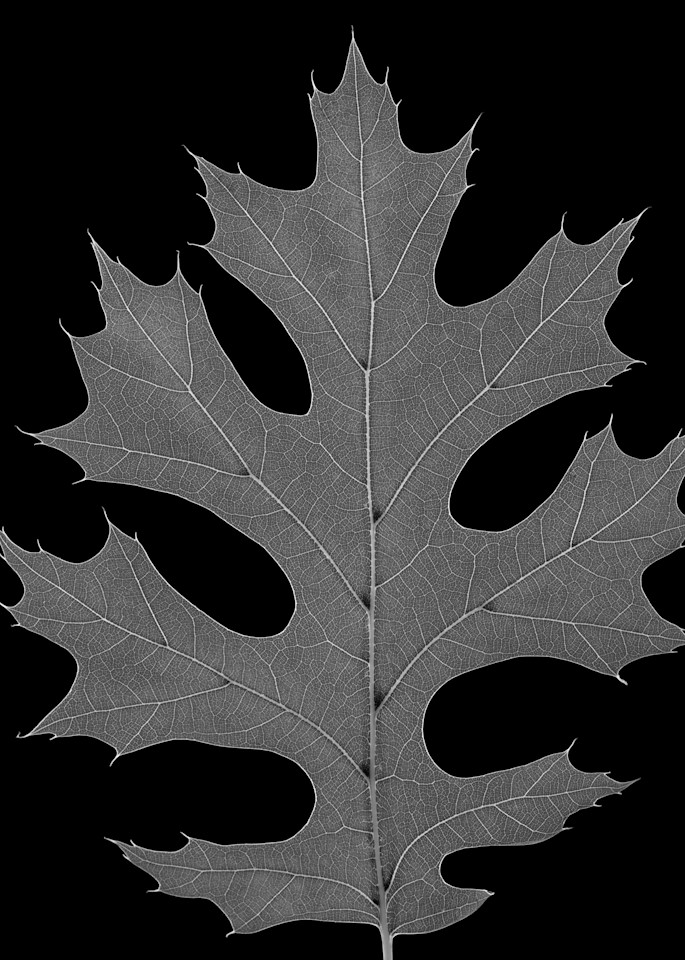 Oak Leaf Photography Art | Rick Gardner Photography