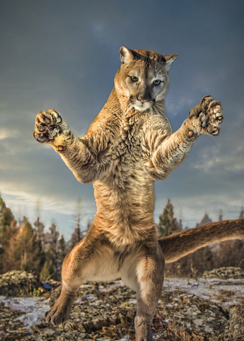Lion Photography Art | Jim Collyer Photography