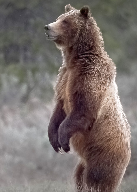 Bear Photography Art | Jim Collyer Photography