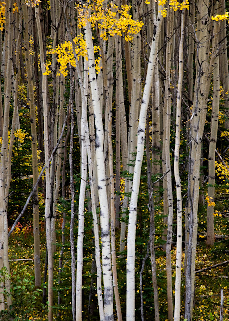 Trees Photography Art | Jim Collyer Photography