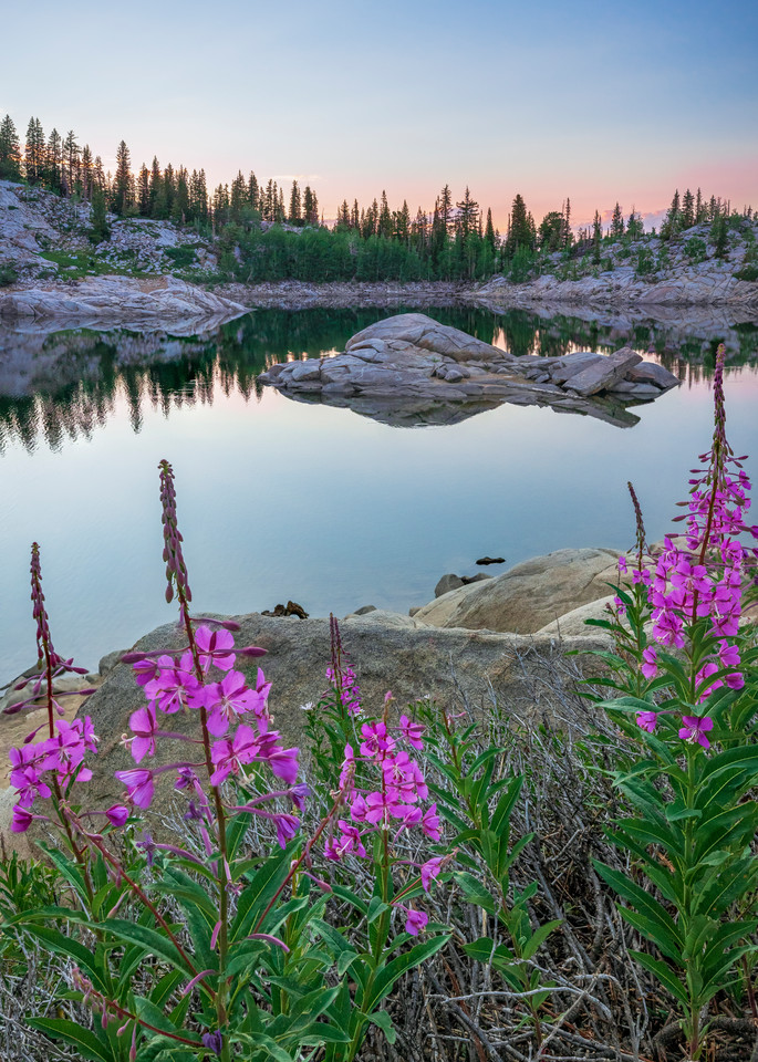 fireweed wildflowers at lake mary