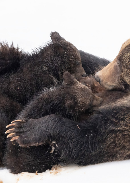 Cuddle Bears
