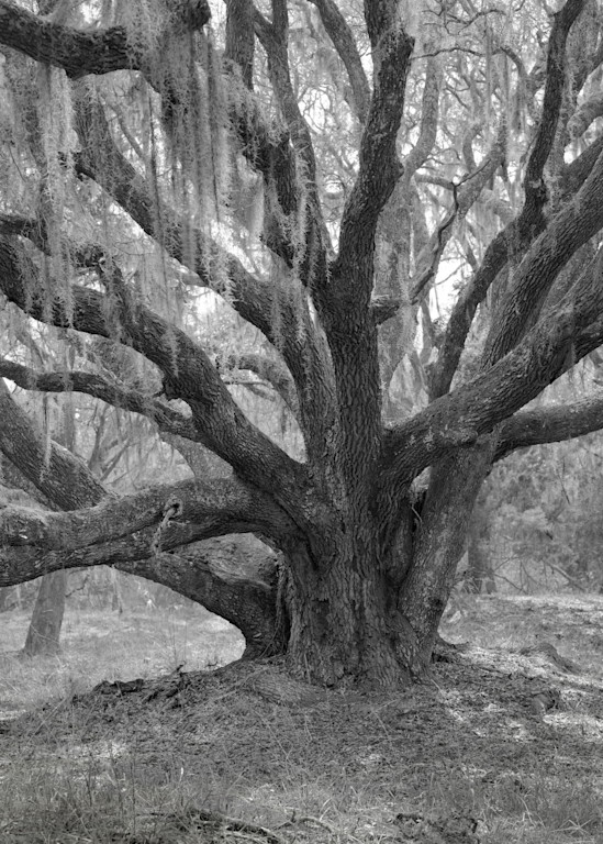 Oak Tree, Mule Run Road, Ossabaw Island, Georgia Photography Art | Rick Gardner Photography