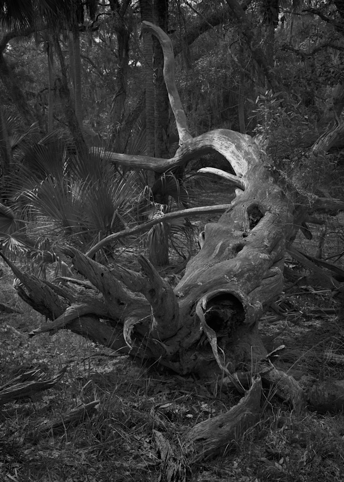 Fallen Tree, Ossabaw Island, Georgia Photography Art | Rick Gardner Photography