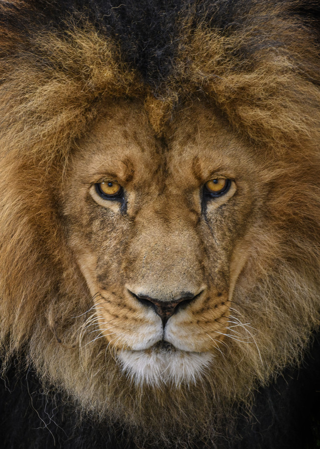The King | Jarrod Ames Photography
