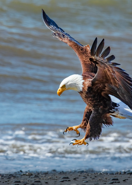 Cleared To Land    Bald Eagle 0810 F Photography Art | Koral Martin Fine Art Photography