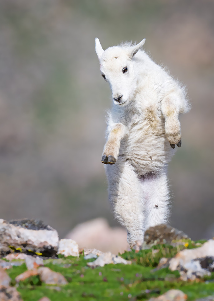 Dancing Mountain Goat Kid Photography Art | Harry Lerner Photography