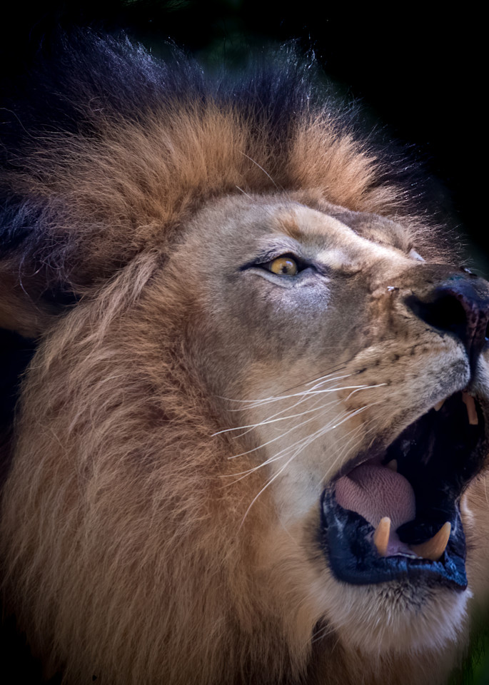Roar of the Lion