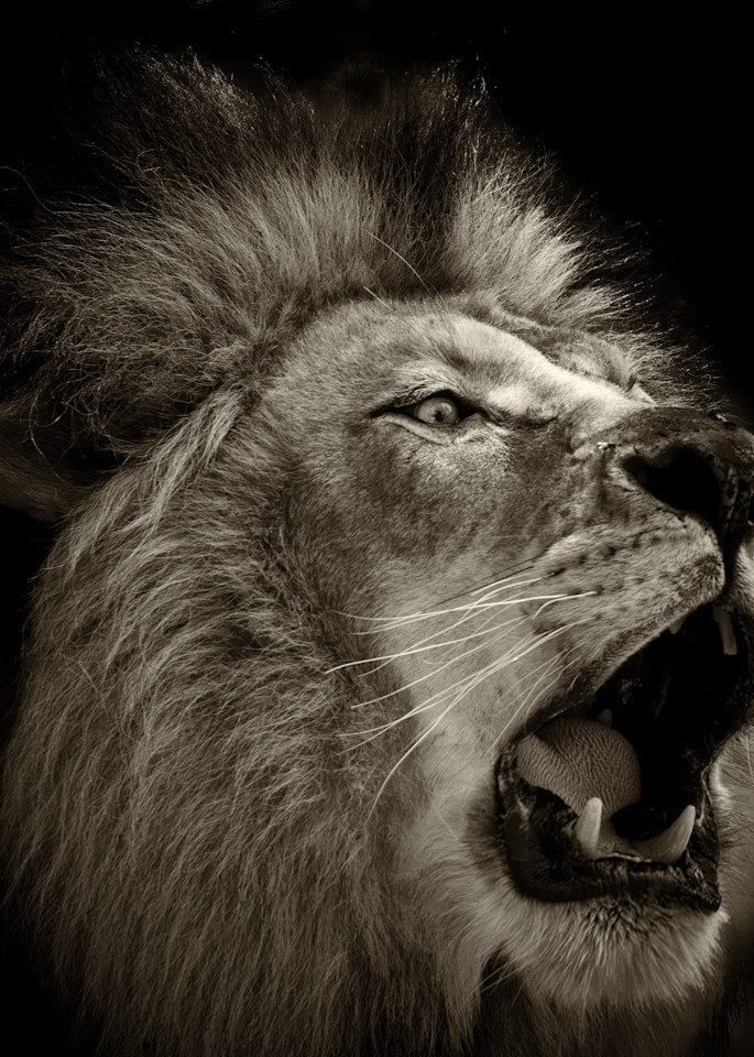 Roar of the Lion B&W