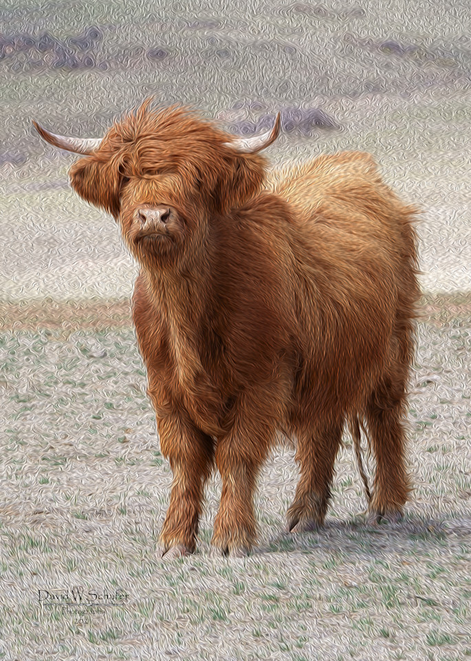 Scottish Highland Cow Photography Art | David W Schafer