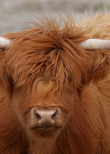 Fluffy Red Scottish Highland Cow Photography Art | David W Schafer