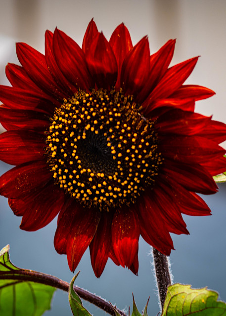 Sunflowers 7 Art | Gary Gallery & Gifts, LLC