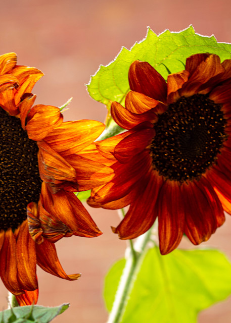 Sunflowers 12 Art | Gary Gallery & Gifts, LLC