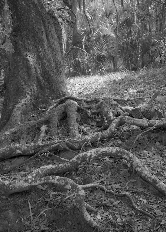 Tree Roots, Ossabaw Island, Georgia Photography Art | Rick Gardner Photography
