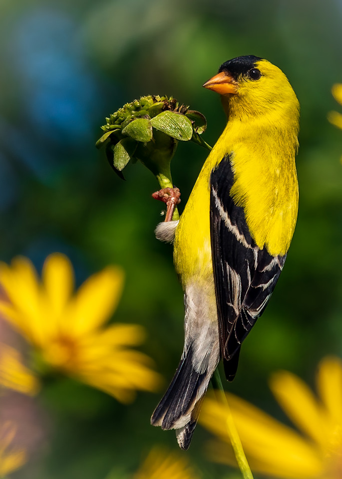 American  Goldfinch 4
