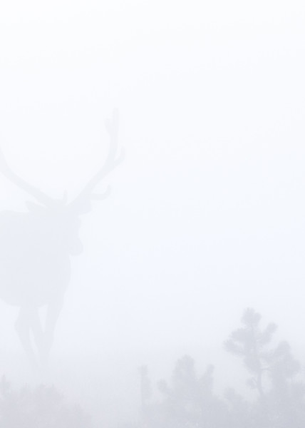 Elk I   "Fade Away" Photography Art | Michael Schober Photography