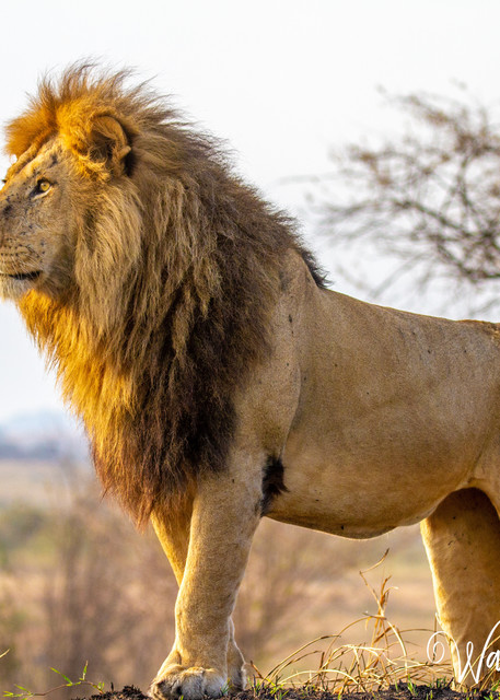 Lion   King Of Beast Photography Art | waynesimpson
