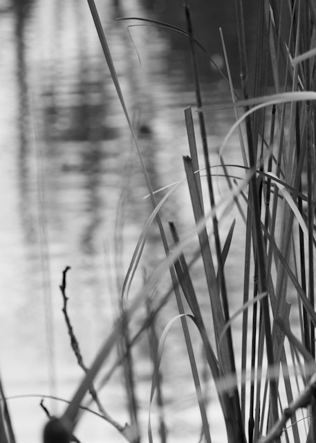 Water Weeds Wonder Photography Art | Ron Olcott Photography