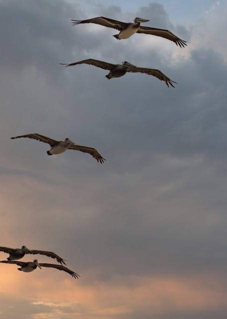 Five Pelicans Photography Art | Kathleen Messmer Photography