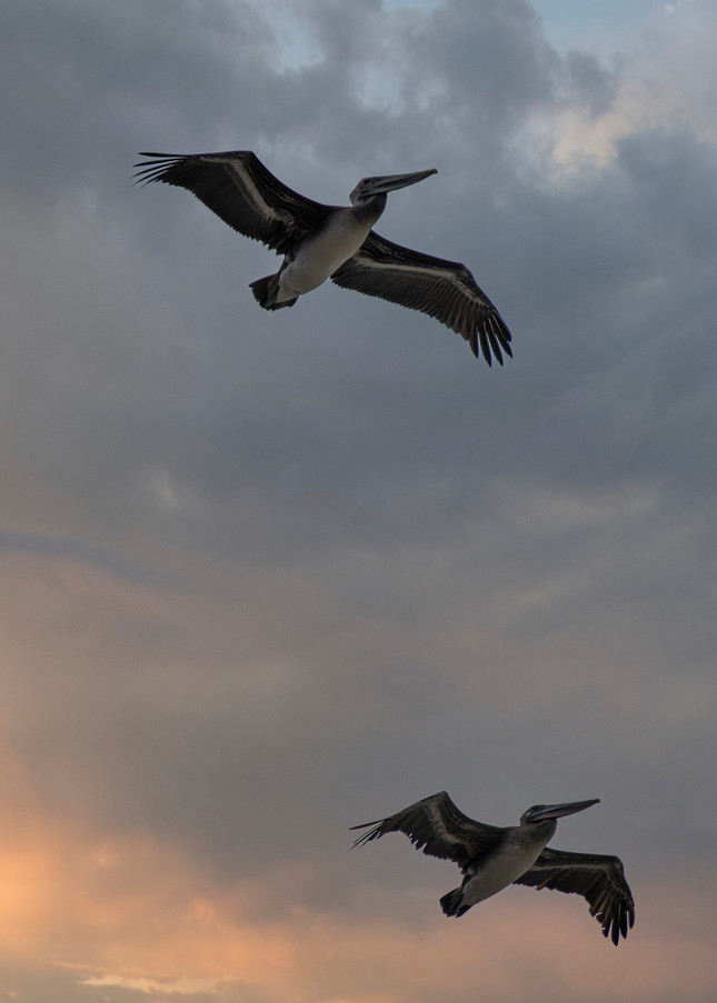 Two Pelicans Photography Art | Kathleen Messmer Photography