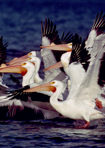 Great White Pelicans Taking Off For Flight Photography Art | Ruth Burke Art