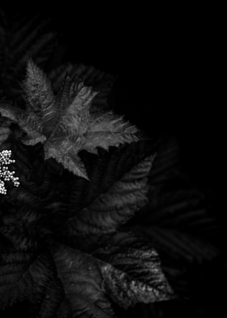 Floral Fine Art Photography - Darkness & Flora No9