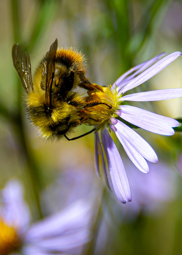 Bee Photography Art | Vaughn Bender Photography