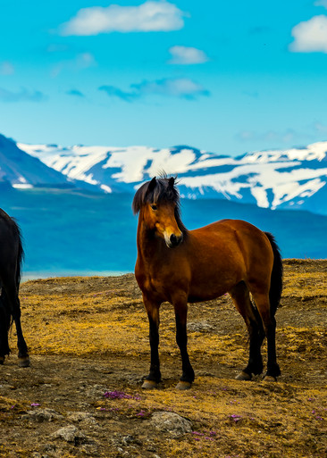 Horses Iceland Photography Art | Vaughn Bender Photography