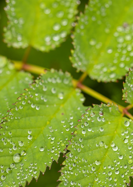 Dew covered leaves