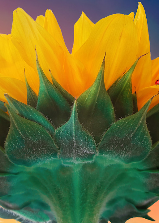 Sunflower Essay #4 Art | Light Pixie Studio