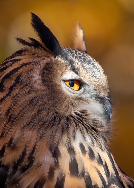 Great Horned Owl Side Portrait