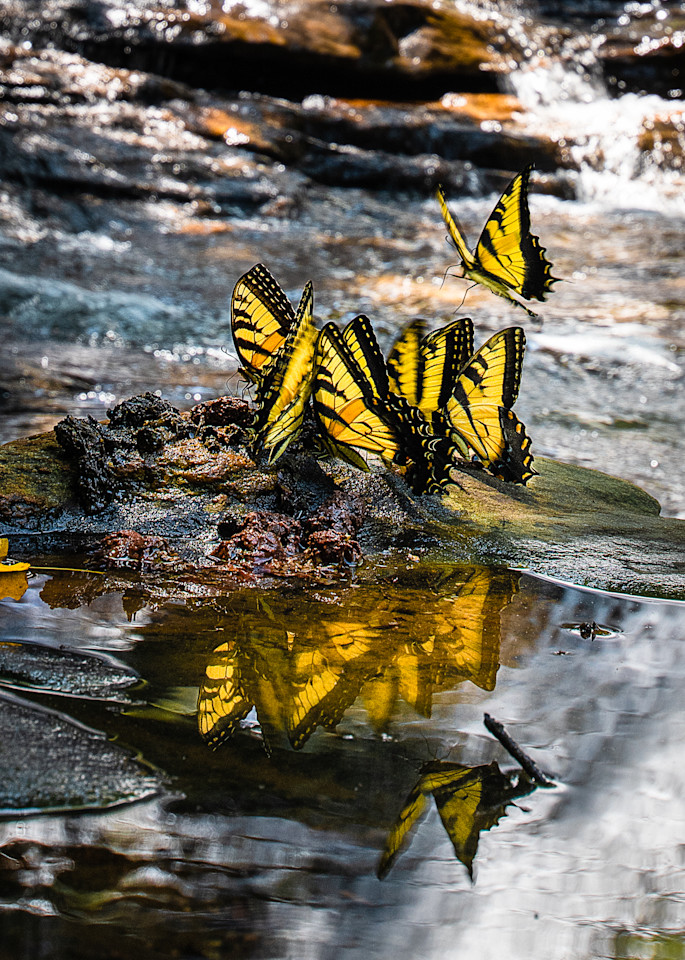 A Flutter of Eastern Tiger Swallowtails Print