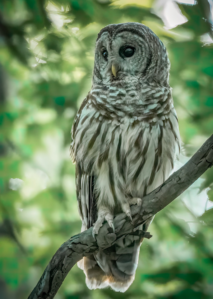 Perched Barred Owl