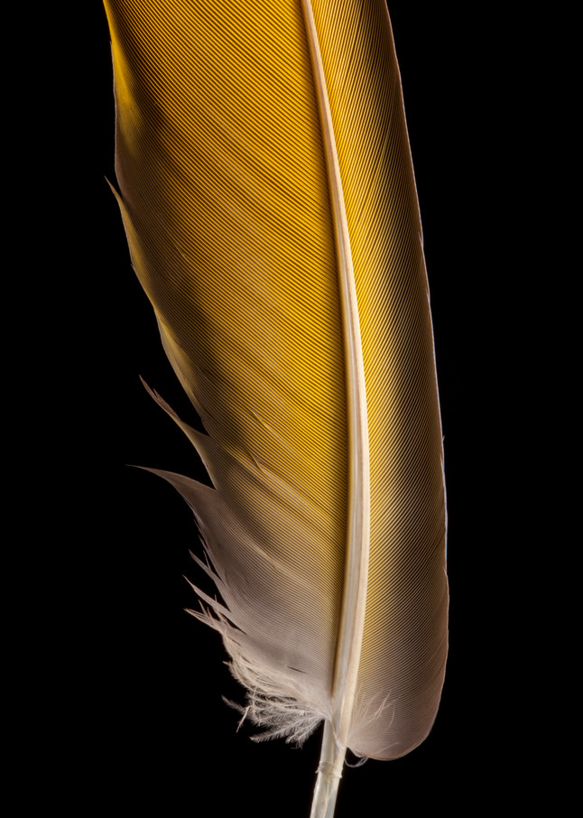 Yellow Feather Photography Art | Rick Gardner Photography