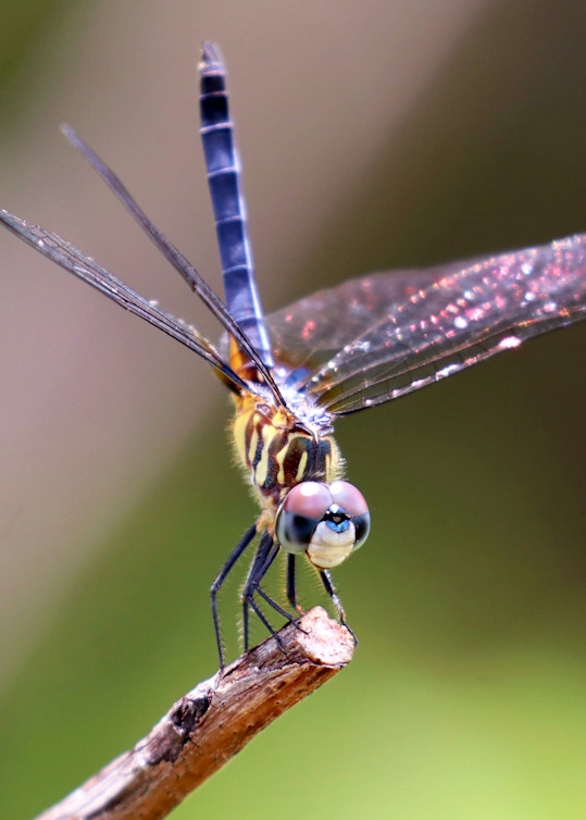 Dragonfly Smiles Photography Art | Shelley Lynch Photography